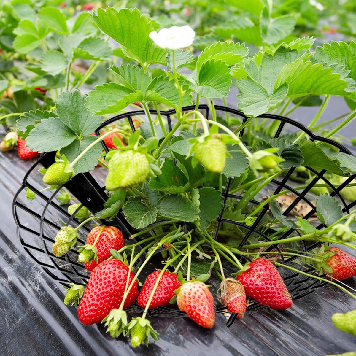 6Pcs Black Strawberry Planting Racks With 3 Fixed Support Legs For Garden Plant Care - Image 3