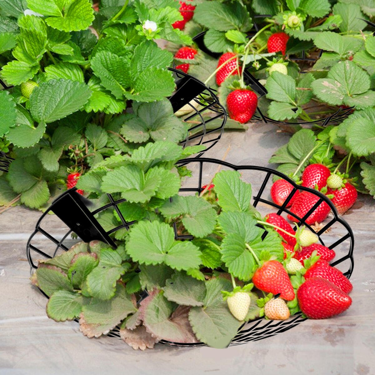 6Pcs Black Strawberry Planting Racks With 3 Fixed Support Legs For Garden Plant Care - Image 6